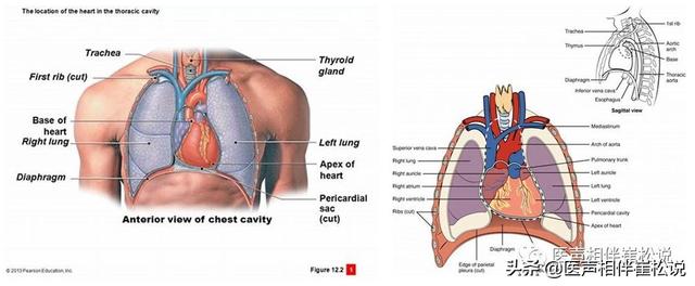 pericardial cavity图片