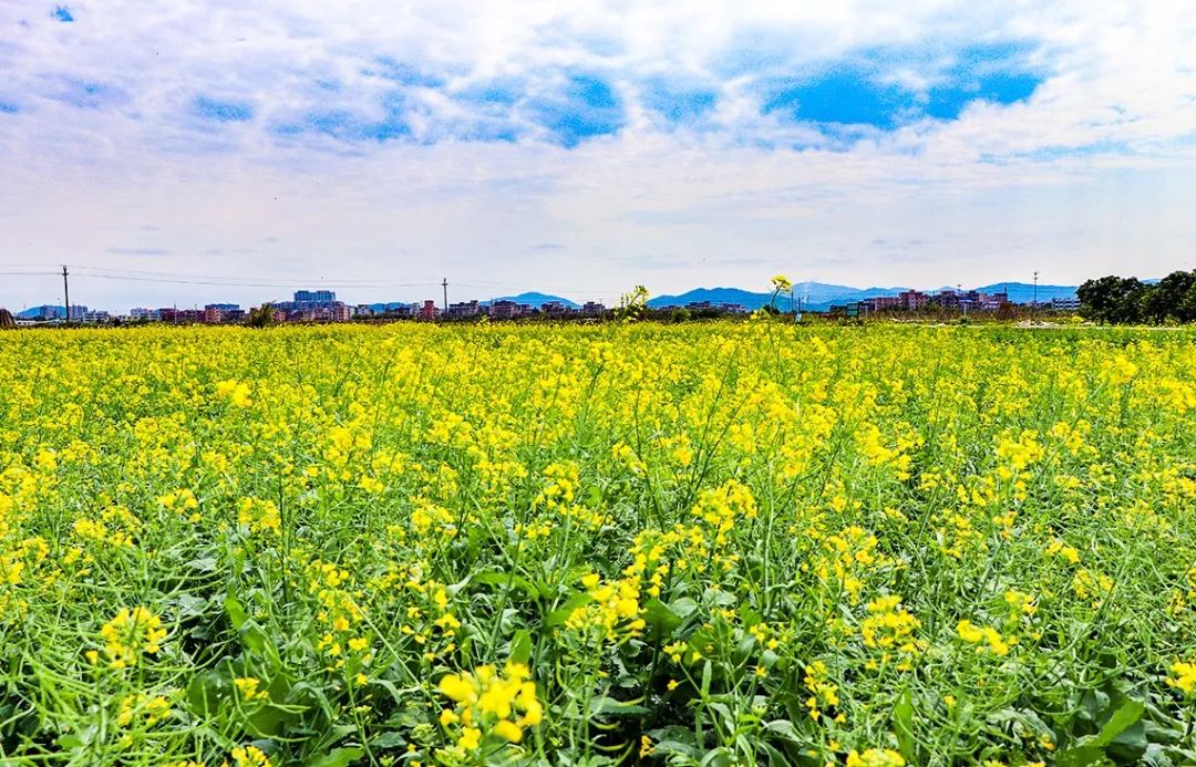 白云区油菜花公园图片