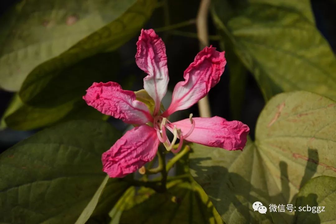 她与洋紫荆(宫粉紫荆)相比,花瓣狭长,边缘常常有褶皱,能育雄蕊3,花