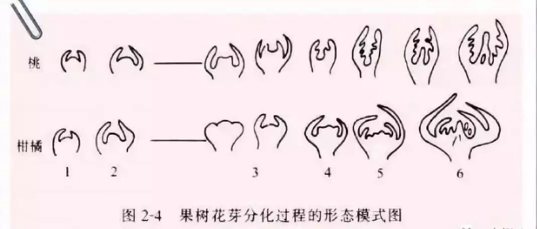 生理分化期先于形态分化期,枝梢老熟后开始积累形成花芽的营养物质