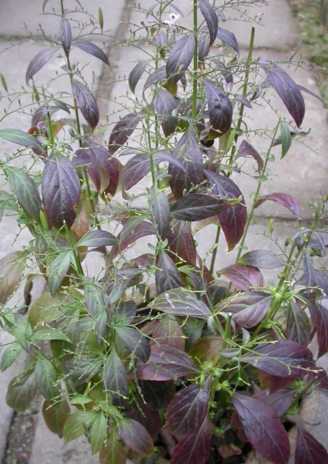 一日一味药一日一芳香水上森林中草药资源之穿心莲