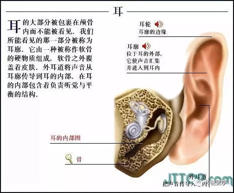 乳房組織機構女性生殖器解剖男性生殖器解剖內生殖器剖面男性生殖器官