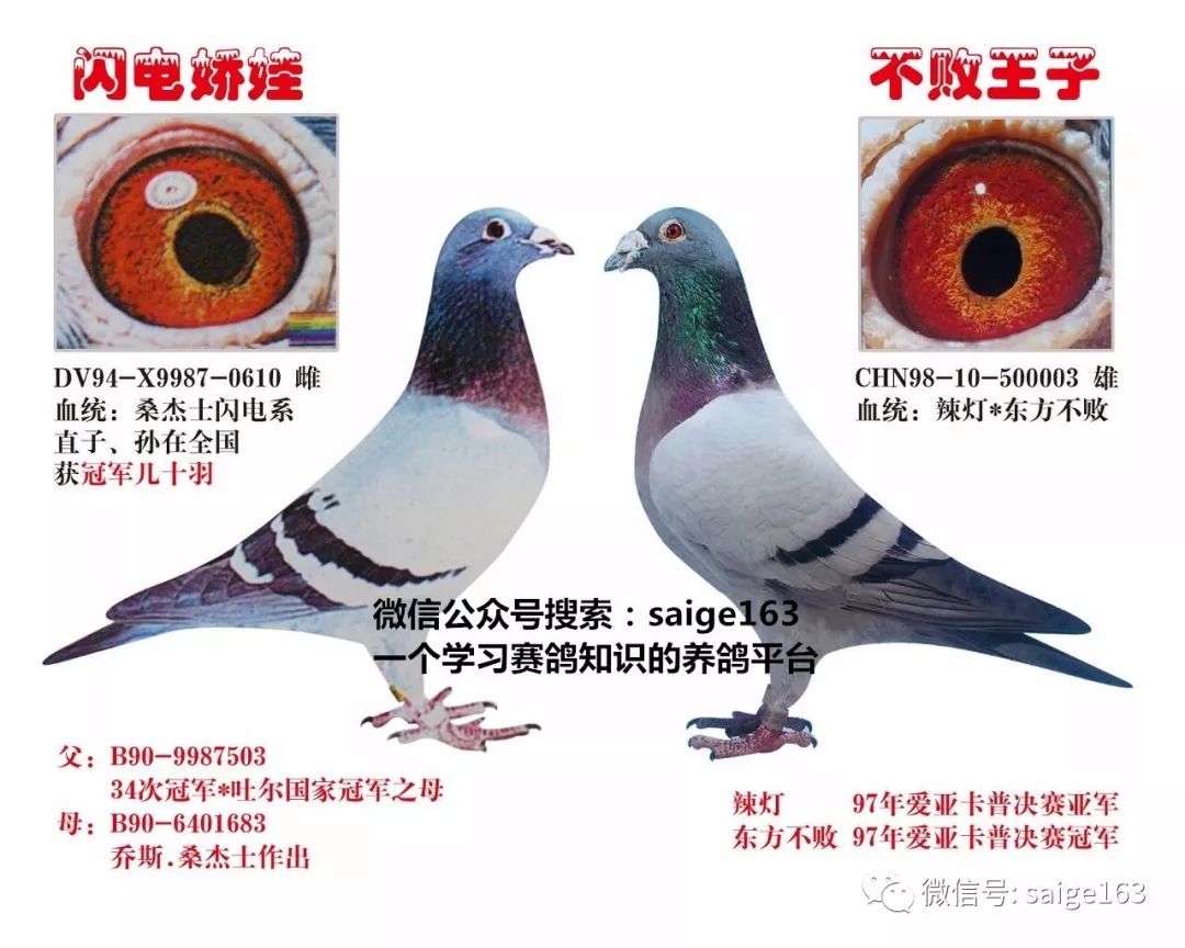 因为种鸽都是用同系配或近亲配作育来的,具有血统纯,素质好,遗传稳