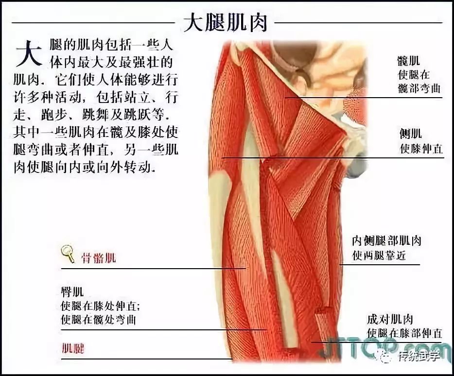 膜陰蒂女性生殖系統乳房組織機構女性生殖器解剖男性生殖器解剖內生殖