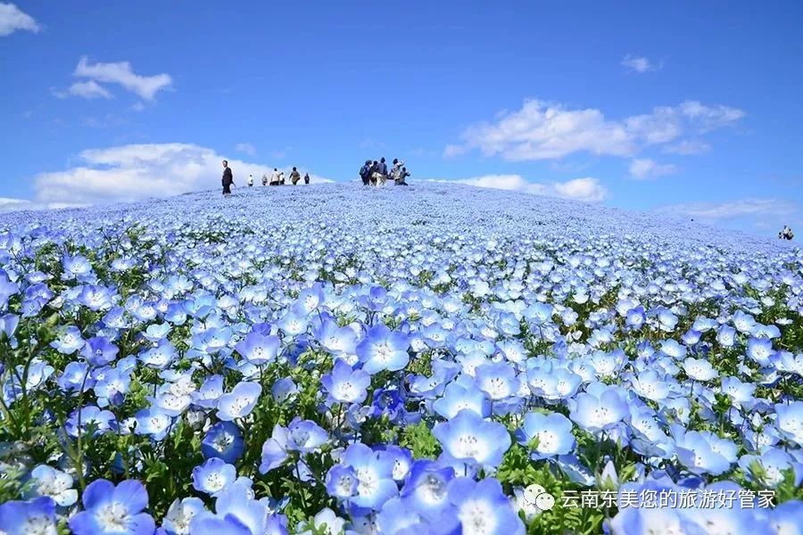 [赏花 日本这450万株"蓝色花海"唤醒了春天