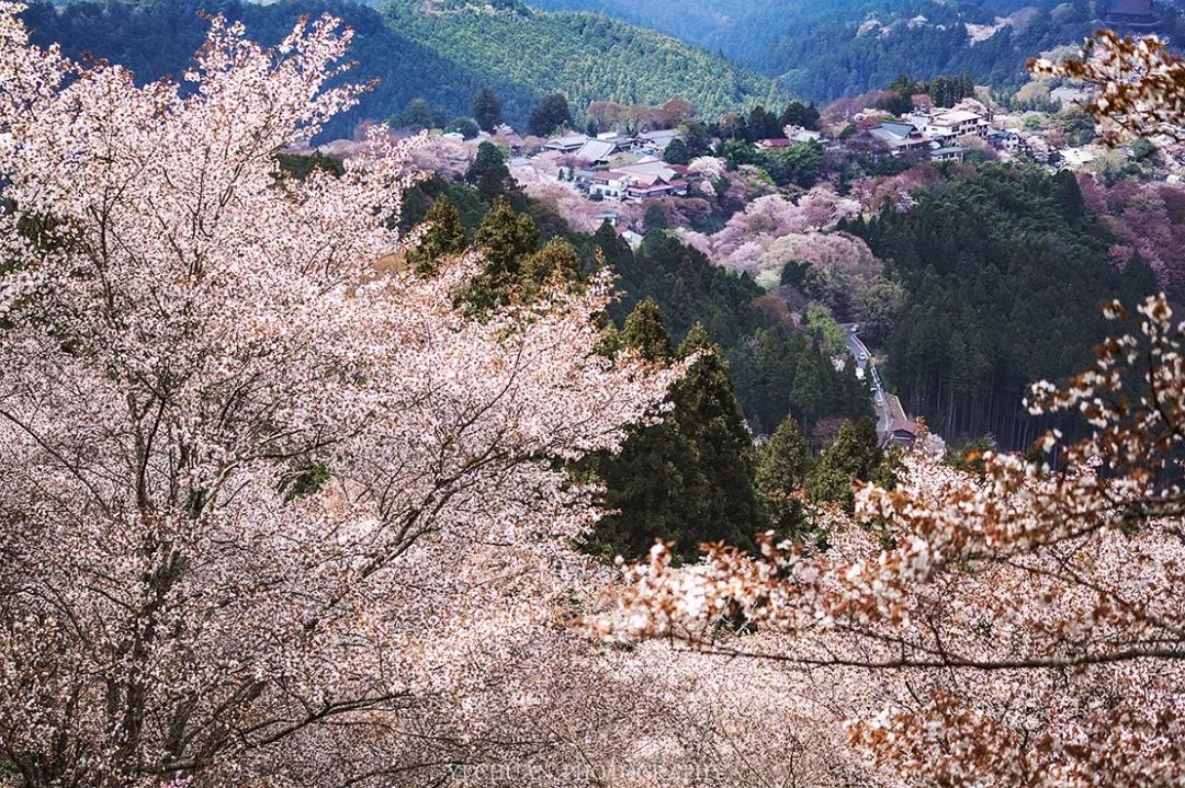 花開去旅行,日本櫻花輕攝影之旅