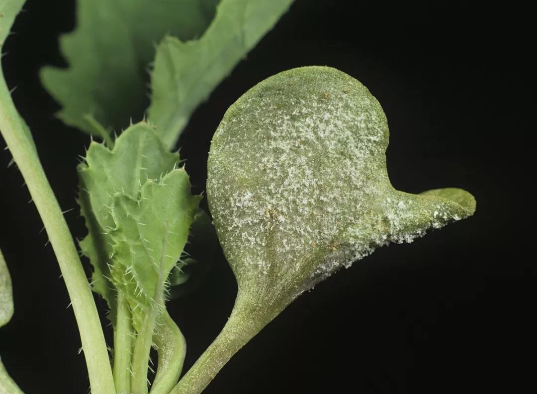 油菜霜黴病逐年加重花期防治不容忽視附防治方案