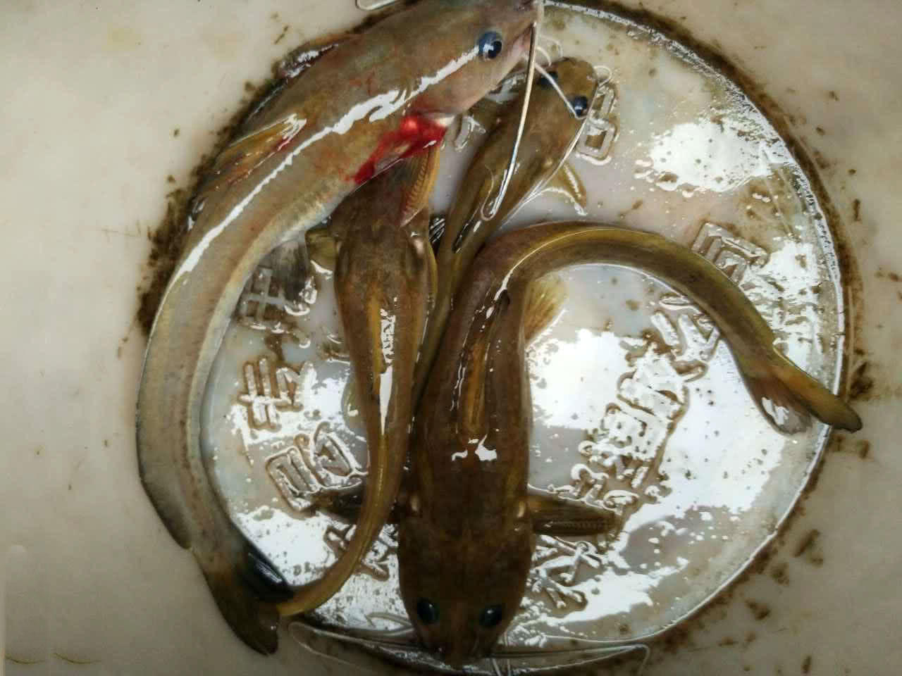 广西红水河鱼类种类图片