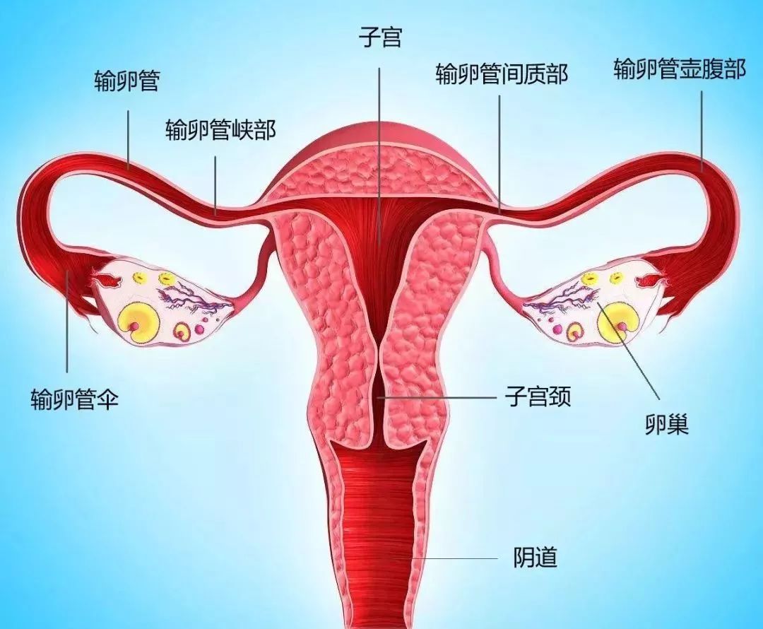 子宫输卵管位置图片