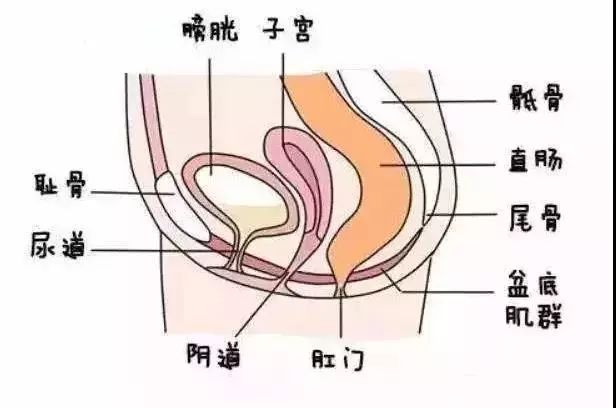 女性盆底示意图