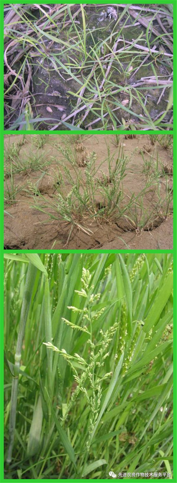 小麦杂草种类图片