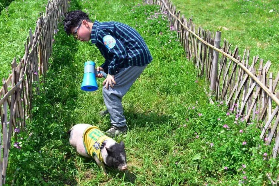 一起来做一个快乐赶猪人吧风靡全国的赶猪游戏来啦体验真人版愤怒的