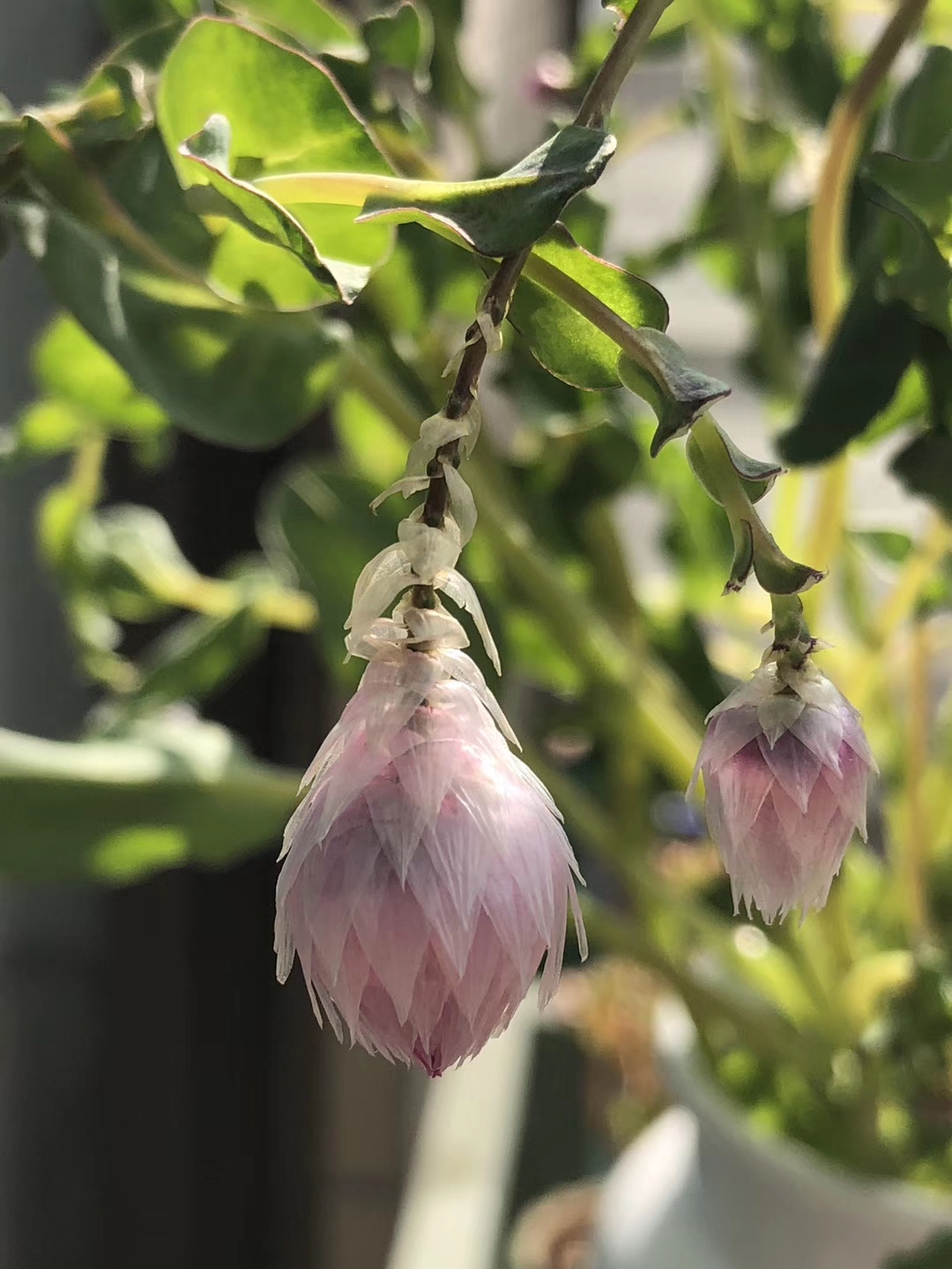 心普的花坊:鲁丹鸟