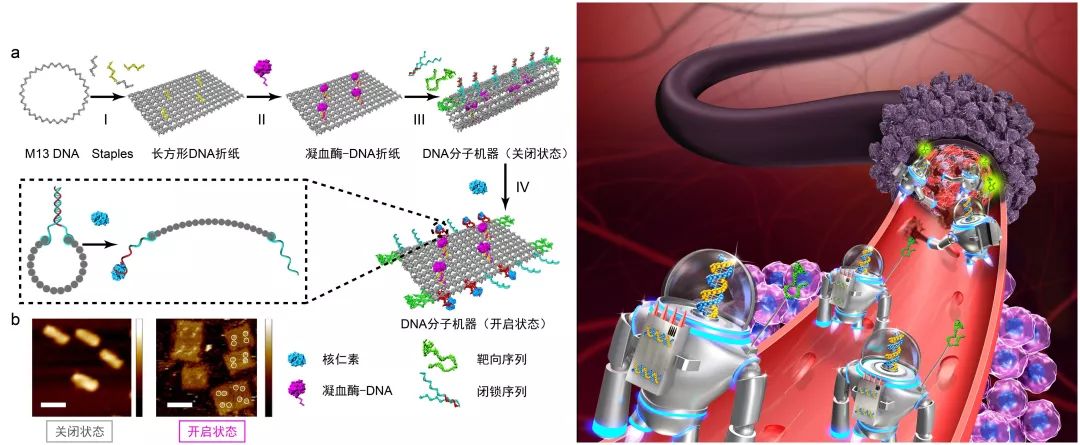 研制出用于肿瘤治疗的智能型dna纳米机器人