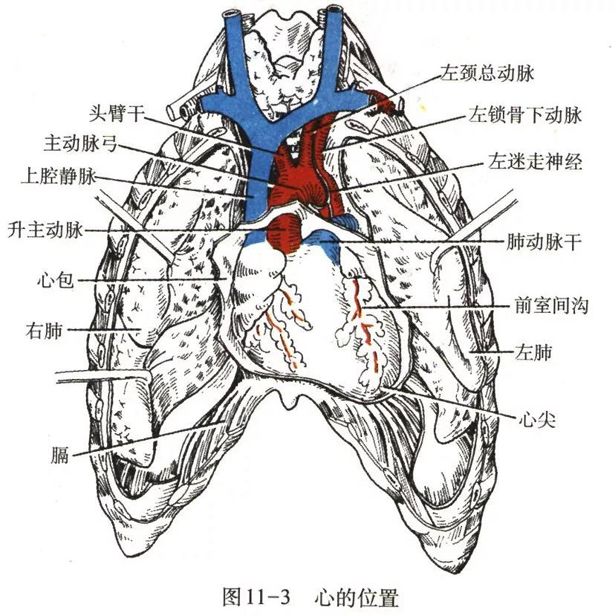 其所在位置相当于第2