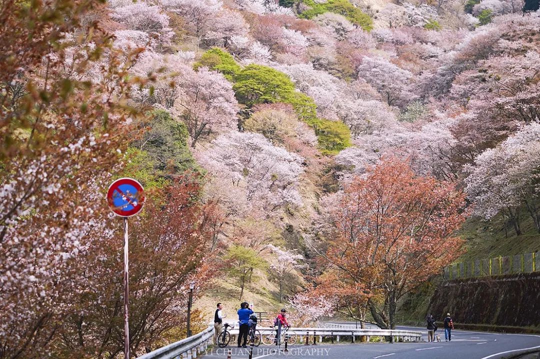 花開去旅行,日本櫻花輕攝影之旅