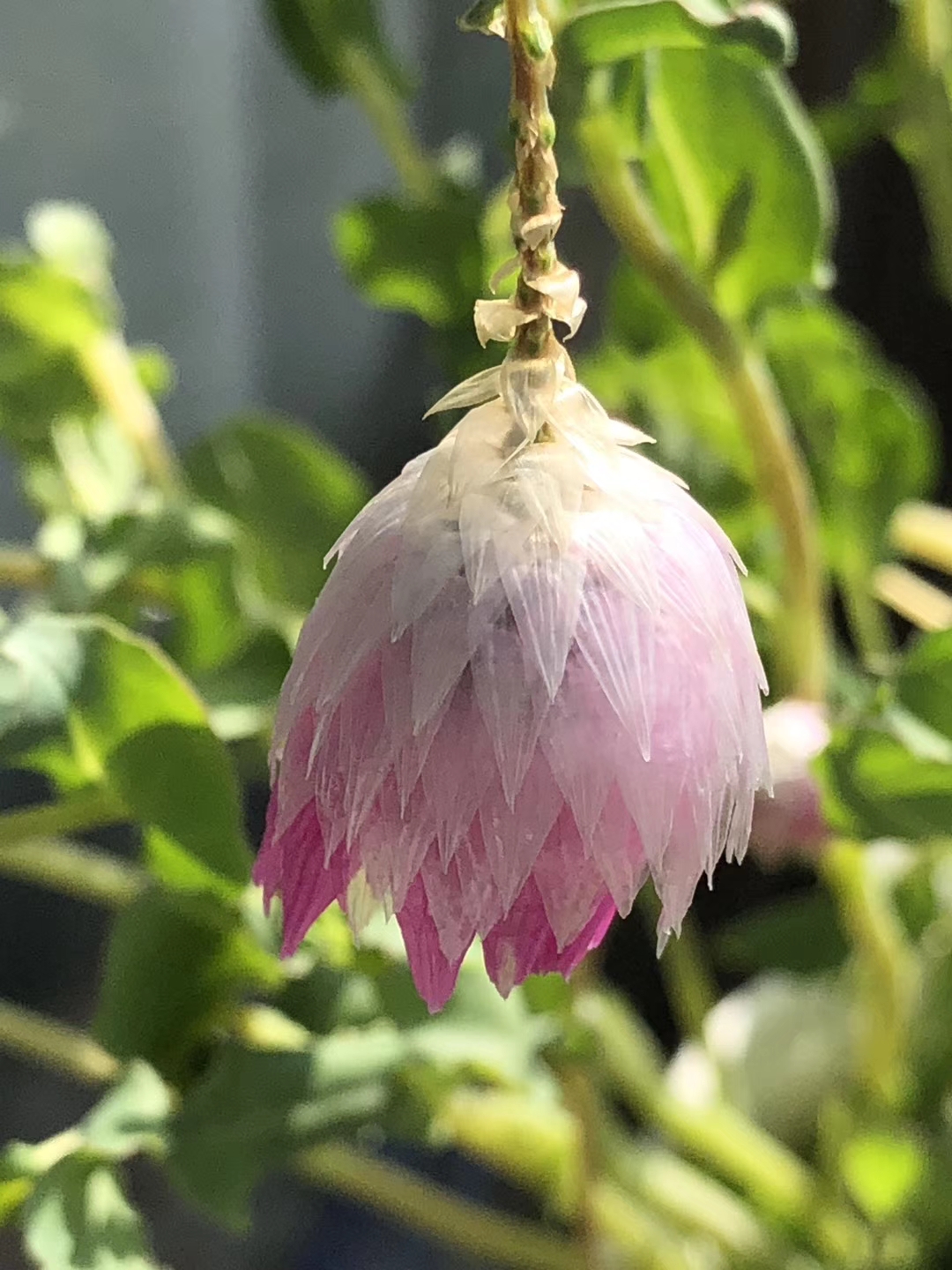 鲁丹鸟花的种植方法图片