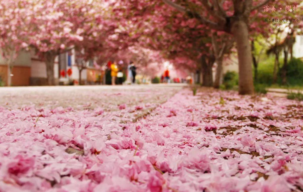 赏樱不用出国国内樱花观赏地大集合去看漫天飞舞的浪漫