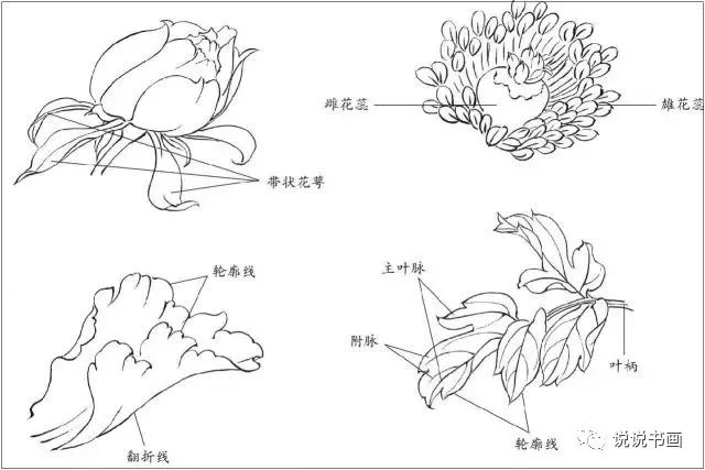 牡丹花的结构组成图图片