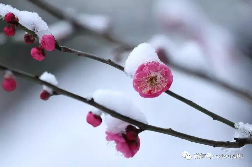 春光醉人 如何优雅的吃一朵梅花 白梅