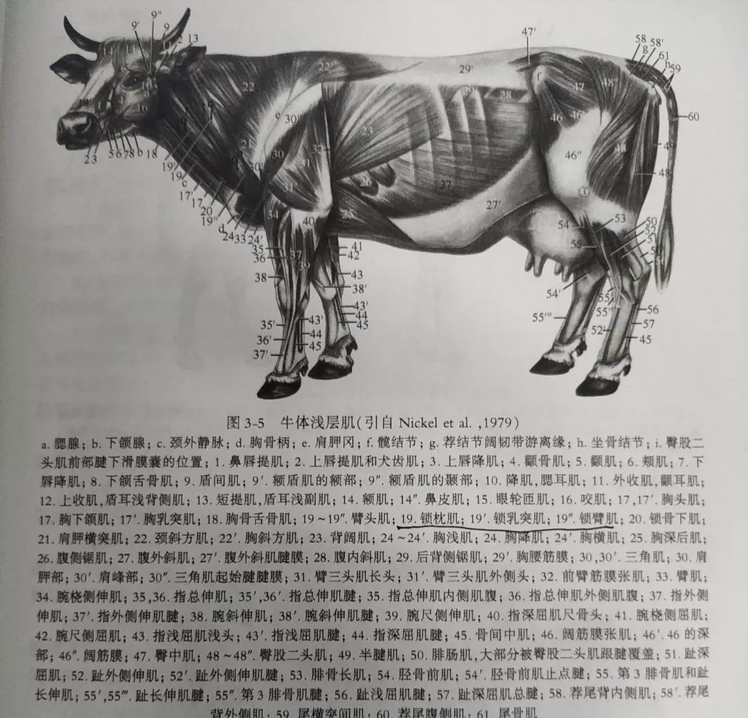 牛骨骼肌肉结构图图片