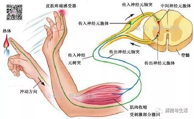 脊髓自主反射图片