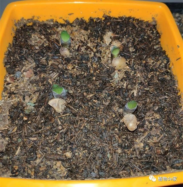3,选好盆器播种君子兰种子,用土不要掺入肥料,否则会影响小苗发根,所