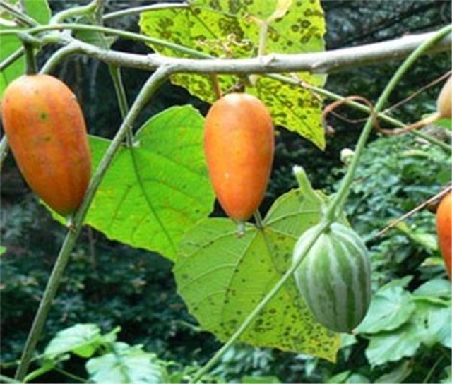 它的草本可能大家都見過,為葫蘆科多年生攀援植物,也被稱為王瓜根,在