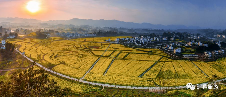 泸县油菜花图片