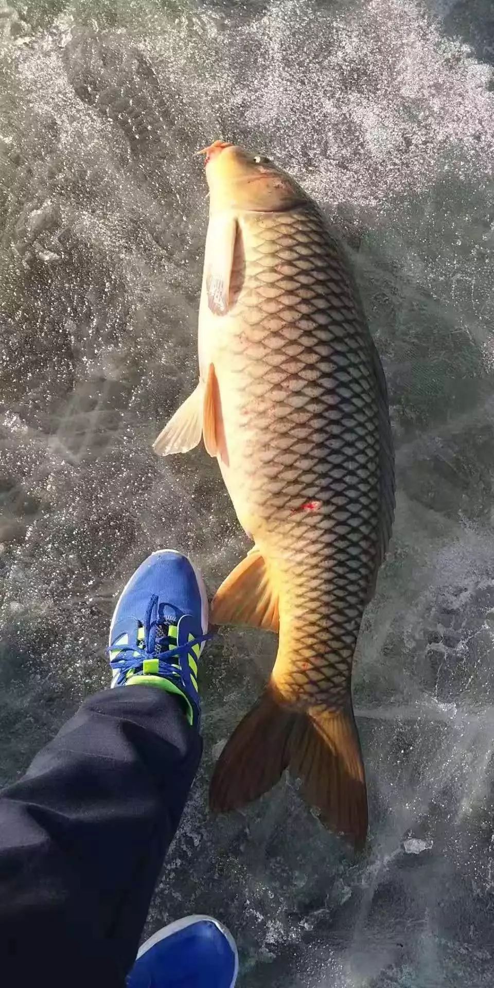 鲤鱼图真实图片