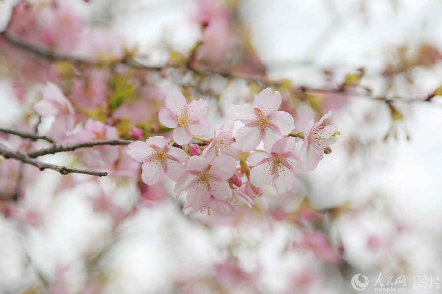 申城春意濃顧村公園早櫻悄然綻放