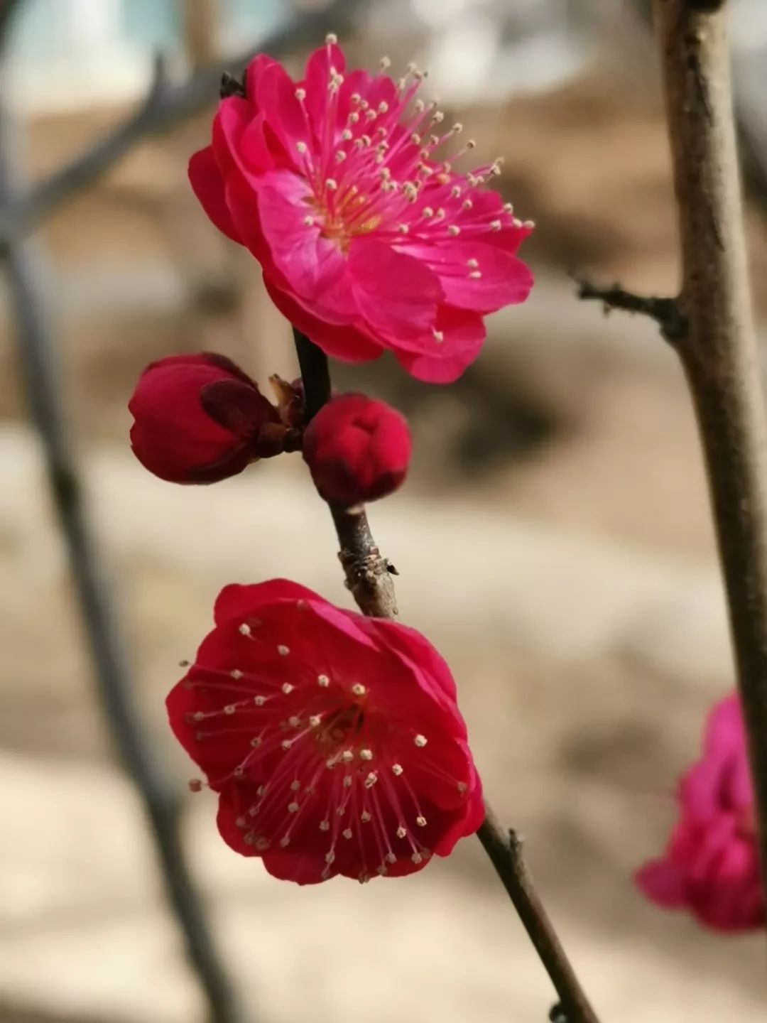 踏春新去處鷲峰梅花等你來