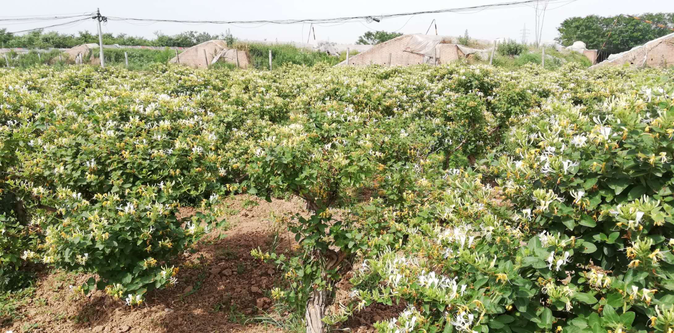 金銀花怎麼種植金銀花的人工栽培技術要點