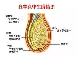 5亿个精子