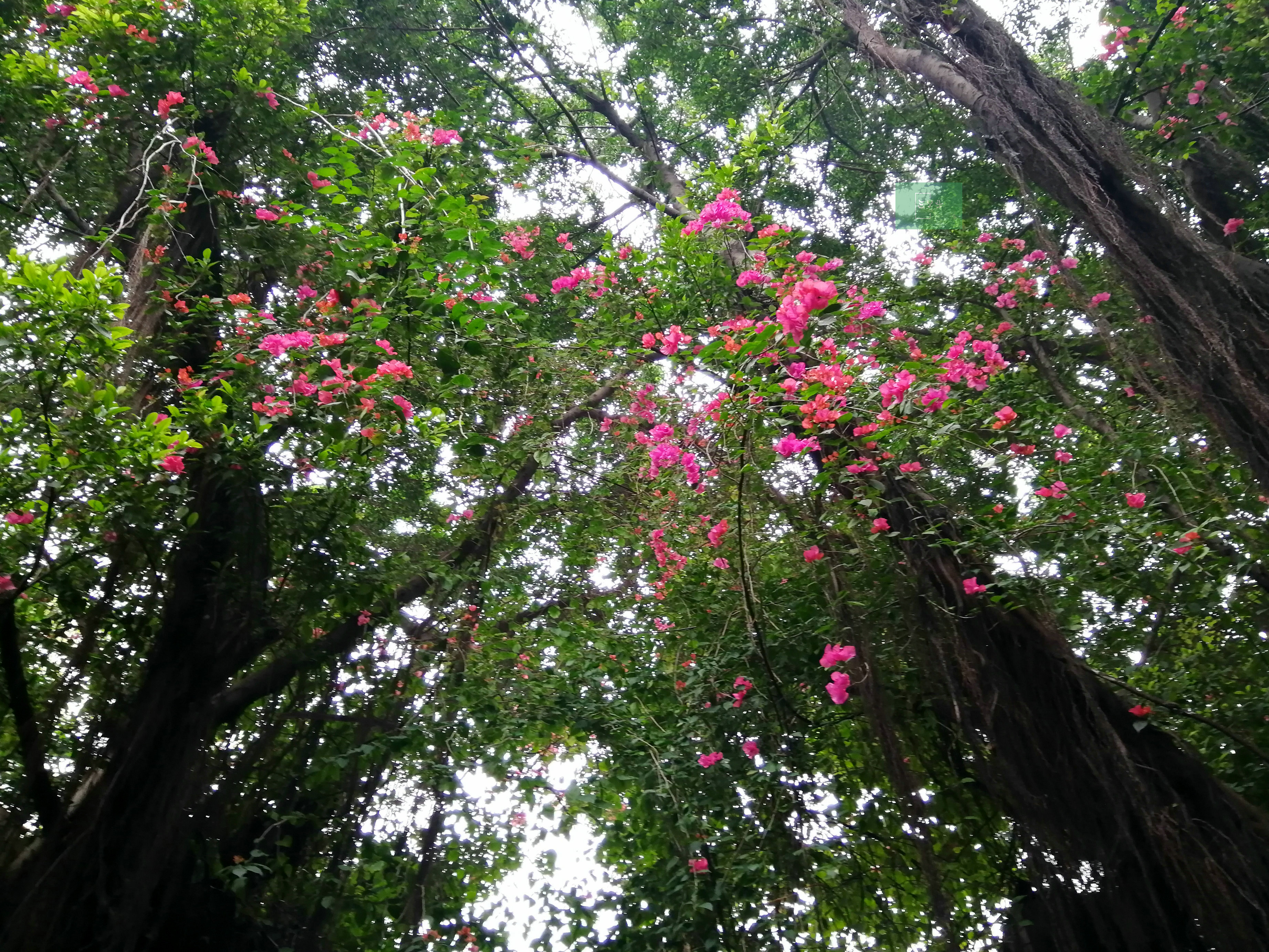 咦广州老街高高榕树上竟然开大片粉红花儿怎么回事