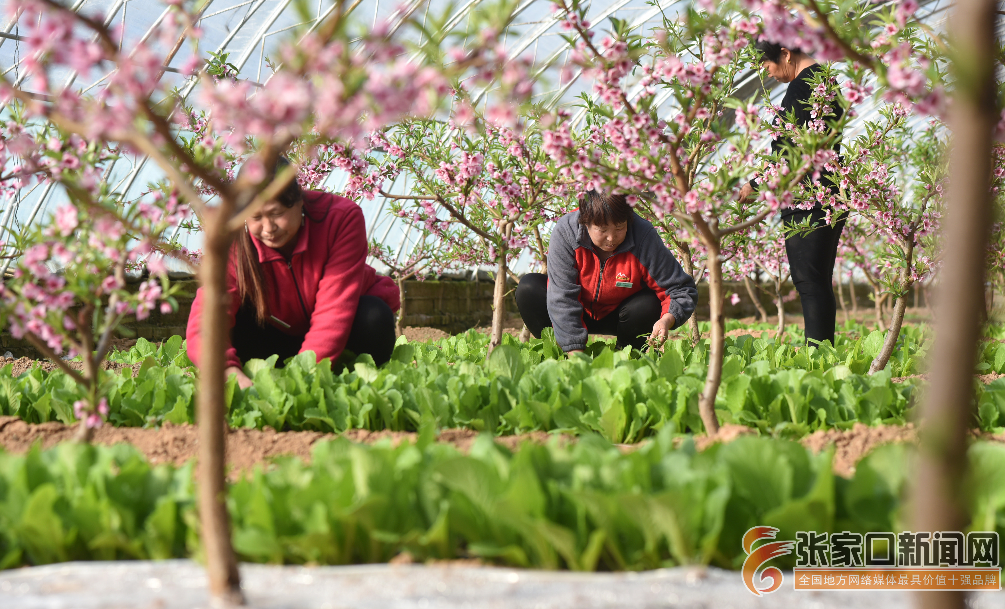 早春时节,宣化区塔儿村乡窑子头村果菜间种大棚里