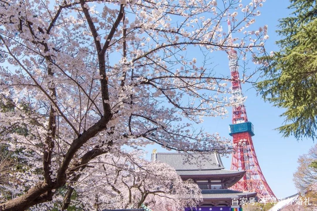 三月日本櫻花祭最全日本賞櫻花指南附官方時刻表