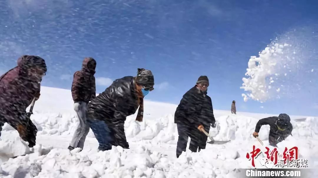 青南牧区雪灾已致超过3万头只(匹)牲畜死亡