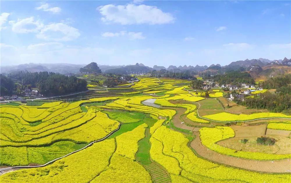 贵州油菜花风景图片