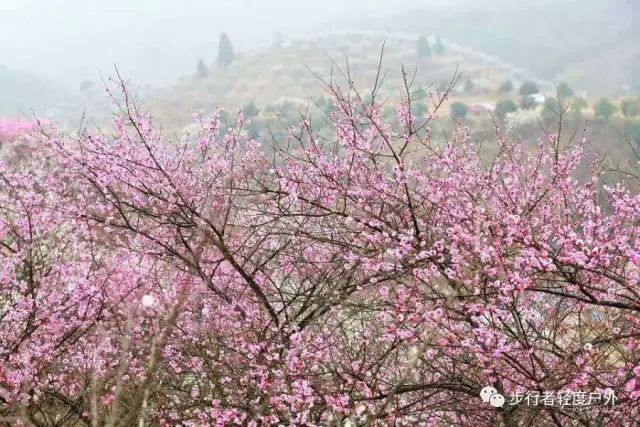 步行者戶外33安吉梅花溝青梅竹馬1日活動