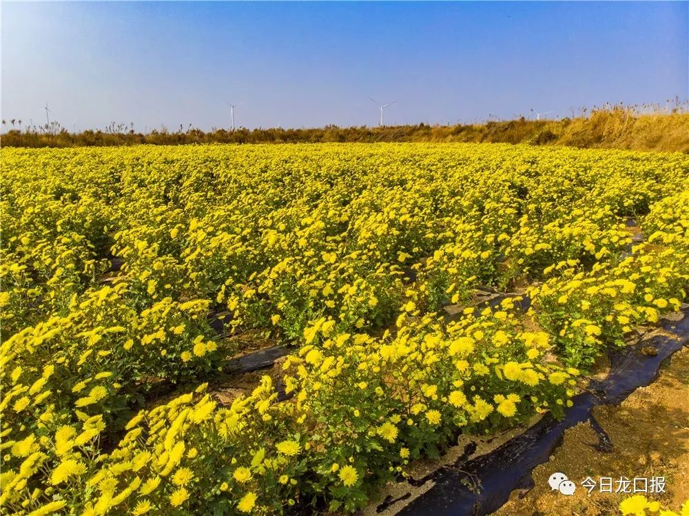 大脉村黄山馆镇15北村,前诸留村,南栾堡村,楼子庄村,八甲赵家村北马镇