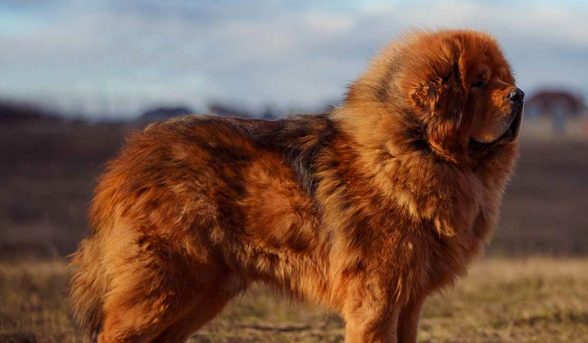 犬科動物整體實力弱請不要把眼光僅放在野生猛獸上