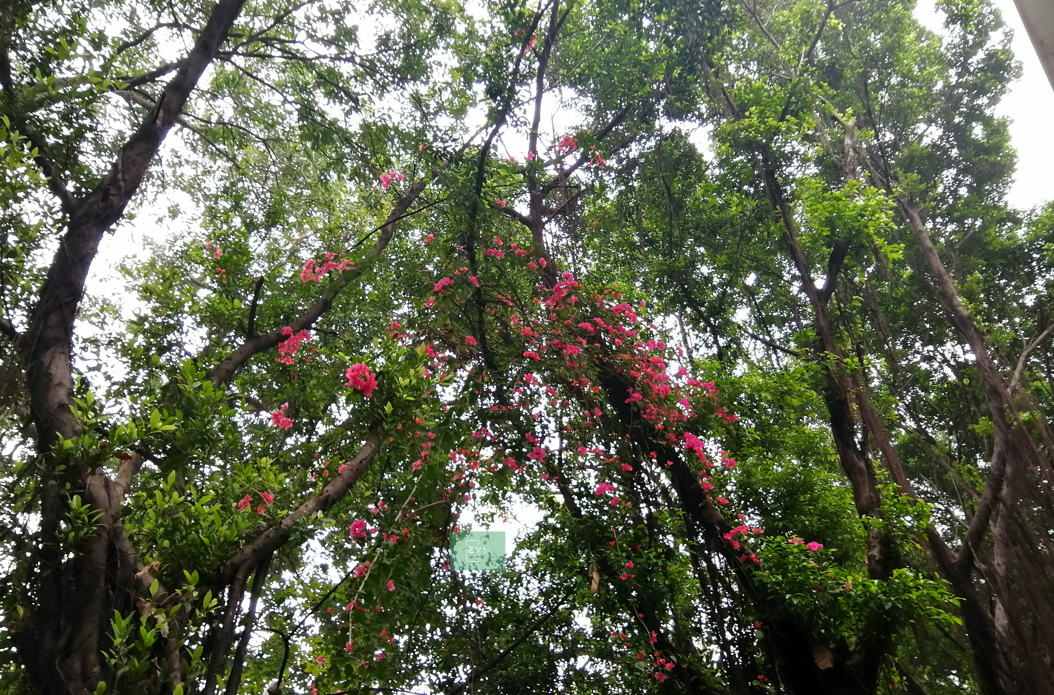 高山榕开花图片