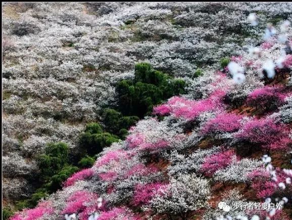 了浙江安吉櫻花漫山,全景畫面展示的是杭垓桐杭村車角嶺的千畝梅園