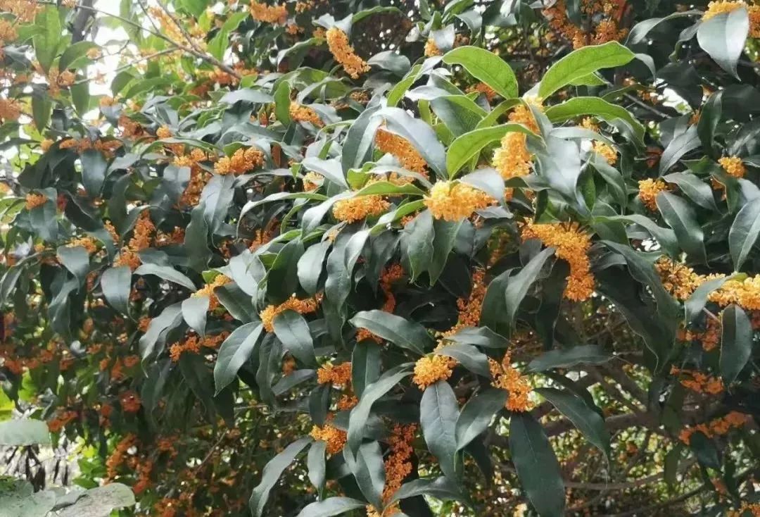 桂花树哪里有人收购(附近收桂花树的电话号码)