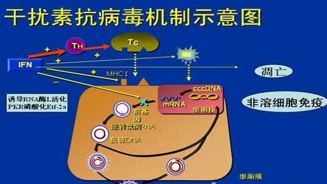 初次抗病毒选什么药吃多久什么时候能停药