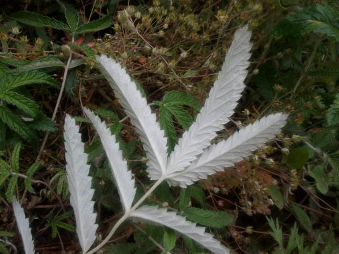 野生毛鸡腿植物图片