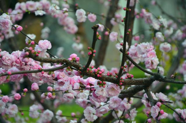 三月裡春暖花開出去走走