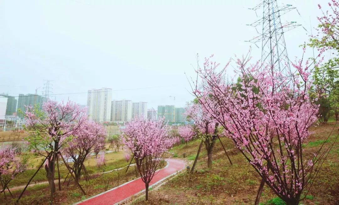 赣州梅花公园图片