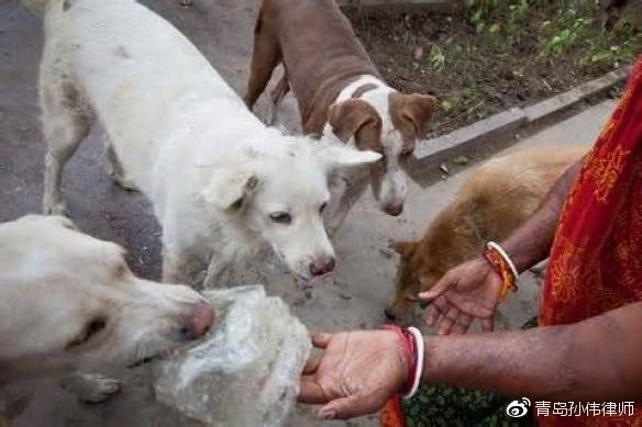 流浪狗到底該不該捕殺在國內存在爭議,我國也沒有動物保護法律法規